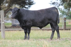 5_calf
