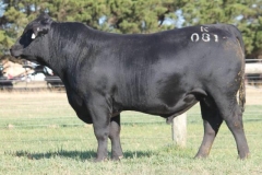 Lot 6 - Banquet Kyneton K081