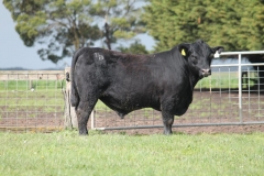 LOT 4 - Banquet Kelso K398