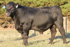 LOT 16 - L113