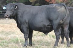 LOT 29- L184
