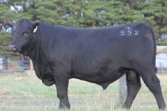 LOT 40- L552