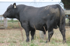 LOT 56- L261