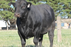 LOT 97 -L128
