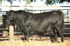 Lot 33- Banquet Nugent N069