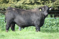 Lot 12- Banquet Nundle N422