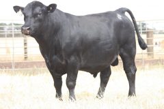 Lot-103-P217