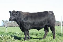 Lot 15- Banquet Playful P581