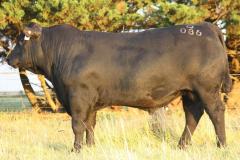 Lot 128- Banquet Quorn Q086