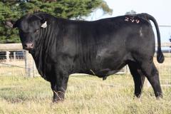 Lot 63- Banquet Qalypso Q299