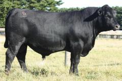 Lot 77- Banquet Qamden Q361