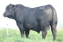 LOT 1 (2)- Banquet Qritical Q556