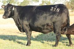 Lot-2-K318-IMG_5940-3
