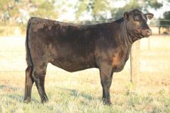 Lot-5-M066-CALF-IMG_5981-2