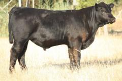 Lot-7-N536-calf-IMG_6143-2