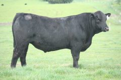 Lot 14 - Banquet Wickliffe W036