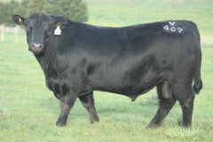 Lot 18 - Banquet Valkyrie V469