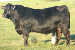 Lot 25 - Banquet Wiggle W070