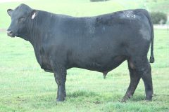 Lot 4 - Banquet Windcheater W164