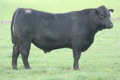 Lot 47 - Banquet Wrapping W121