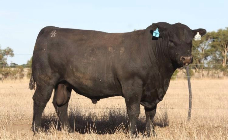 Top-price-2018-autumn-bull-sale